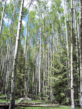 Aspens near Spruce Creek Saddle